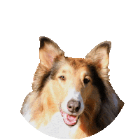 Border Collie Dog Sticker by Weld Realty