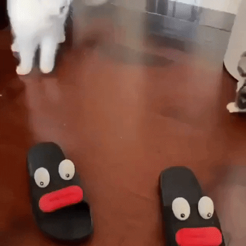 cuteanimalland giphyupload GIF