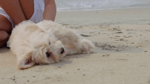 Animal Planet GIF by Puppy Bowl