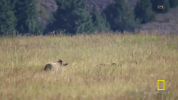 GIF by National Geographic Channel