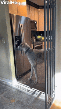 Goofy Great Dane Discovers How to Use Ice Dispenser