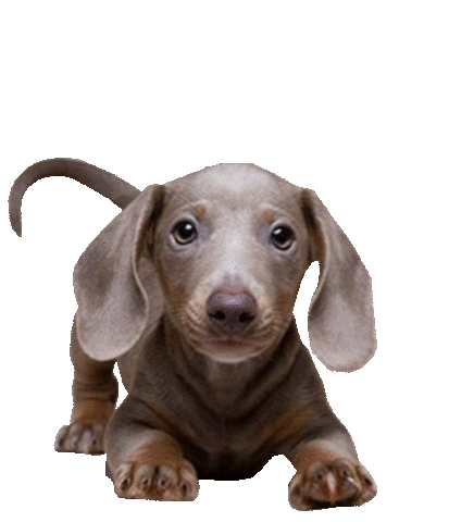 Dog Puppy Sticker by Ben L