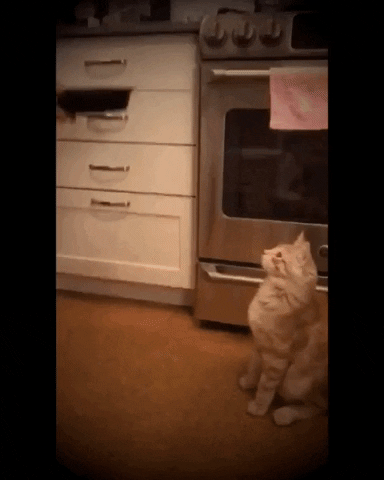 cats #funnycats #music #teamwork GIF by TELYKast