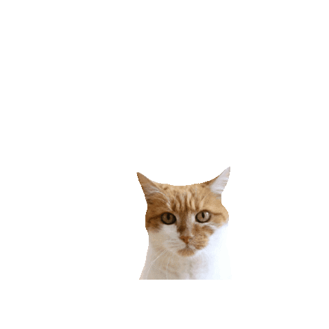 ContentCreation_Agentur giphygifmaker peekaboo katze lilli Sticker