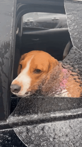 Beagle Licks Ice Frozen Around Car Window