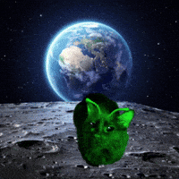 misspaneerabread cat car glorp paneer GIF