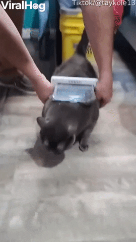 Cat Too Fat To Fit Through Door GIF by ViralHog
