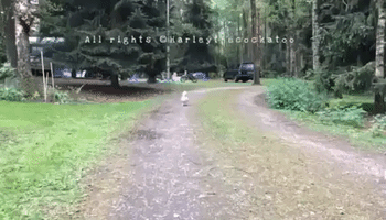 Cockatoo Jumps for Joy on Camping Trip