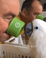 Cockatoo and Her Dad Play With cup
