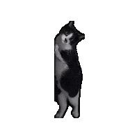 Dancing Cat Sticker