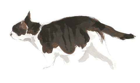 cat explore Sticker