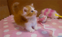 cat awwwww GIF