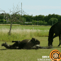 Horse Lay Down GIF by SWR Kindernetz
