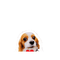 Cavalierkingcharlesspaniel Sticker