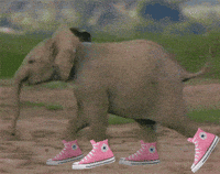 walk elephant GIF