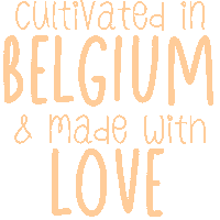 boeketdefleurs local bouquet brussels fleurs Sticker