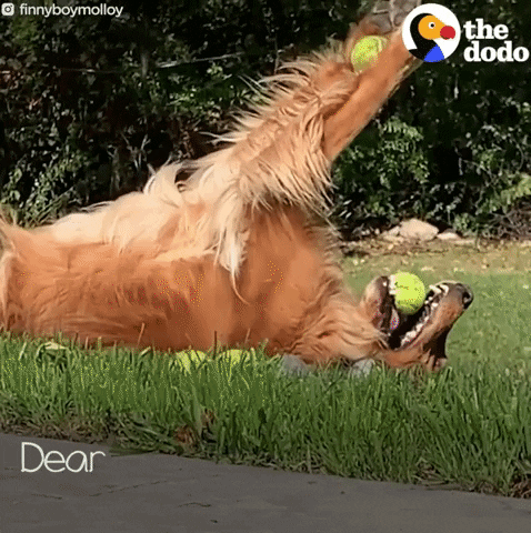 Dogs Rescues GIF by The Dodo