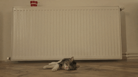 cats night GIF