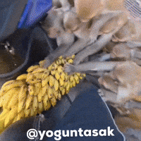 Tasak GIF