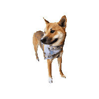 Shiba Inu Witcher Sticker by Geekster Pets