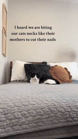 cuteanimalland giphyupload GIF