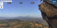Vulture Acts as ‘Additional Lookout’ on Wildfire Live Camera in Napa