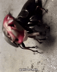 Face Monster GIF