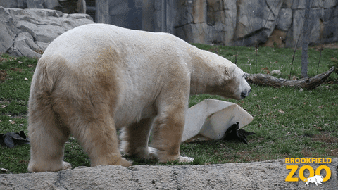Summer Walk GIF by Brookfield Zoo
