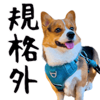 Corgi Wow Sticker