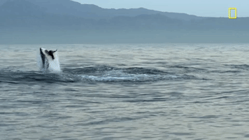 Nat Geo Ocean GIF by National Geographic TV