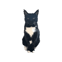 Tuxedo Cat Sticker