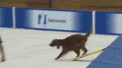 Espn Dogs GIF by American Kennel Club