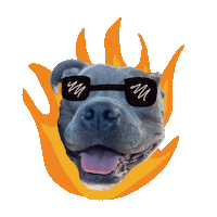 Cool Dog Pitbull Sticker