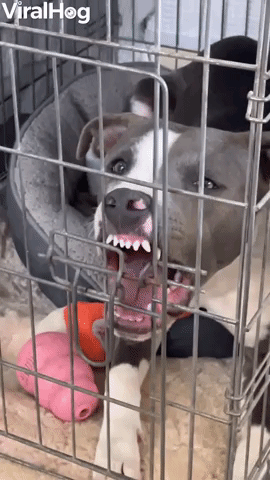 Dog in Kennel Turns Derpy After Neuter Surgery