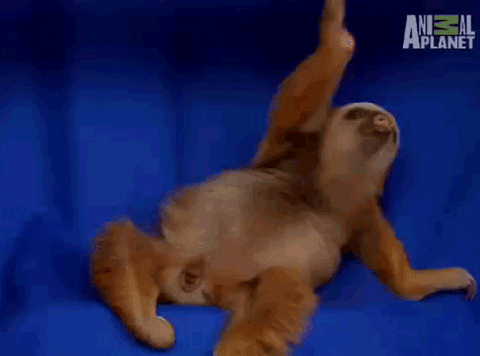 Fall Sloth GIF