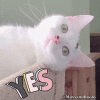 White Cat Yes GIF