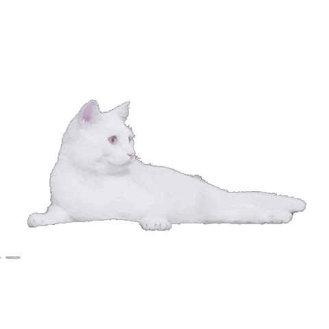 White Cat Sticker by Delta Goodrem