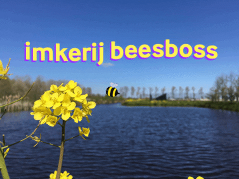 imkerijBeesboss giphygifmaker giphyattribution bij beekeeping GIF