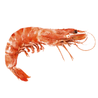 Langostino Sticker by Amor Ibérico