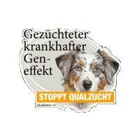 Sticker by akademievet