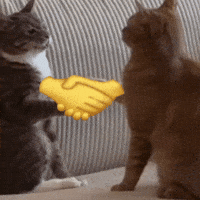 Handshake Cat Reaction GIF