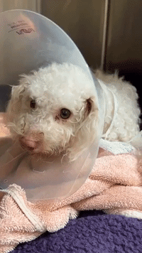 Poodle Revived With Narcan After Suspected Drug Overdose in Philadelphia, Rescuers Say