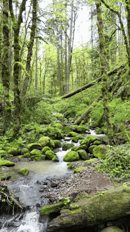 Forest Park Portland GIF by EDGARDUDE