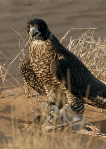 Bird Chilling GIF