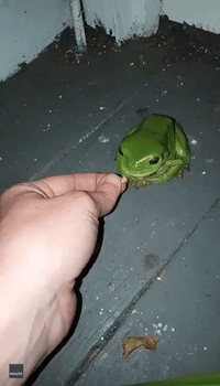 Ambitious Green Tree Frog Tries to Eat Australian Woman's Hand