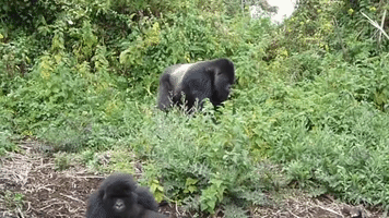 Gorillas Playfully Beat Chest and Thump Ground