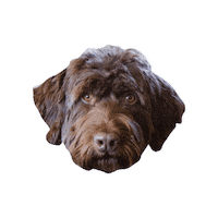 nicholspaintingco dog puppy doodle cooper Sticker