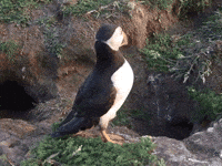 Where Are You What GIF