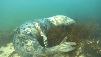 Grey Seal Satisfies Itch By Scratching on Seaweed
