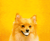 Happy Dog GIF
